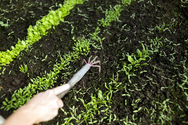 Blick von oben auf die Hand einer Frau, die den Boden mit einer Gartengabel im Gewächshaus lockert - CAVF26798