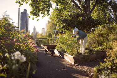 Senior woman gardening at community garden - CAVF26885