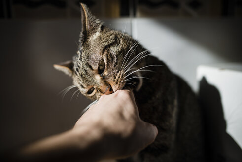 Getigerte Katze beißt Hand des Besitzers - RAEF01988