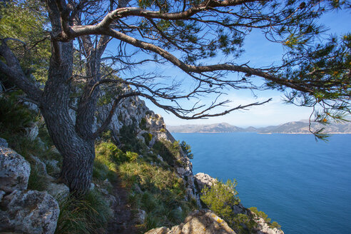 Spanien, Balearische Inseln, Mallorca, Halbinsel Alcudia, Wanderweg zur Penya del Migdia - WWF04218