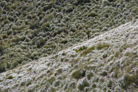 Spain, Balearic Islands, Mallorca, Diss grasses stock photo