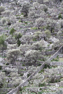 Spanien, Balearische Inseln, Mallorca, Caimari, Terrassenfeld mit Olivenbäumen - WWF04221