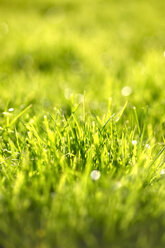 Fresh green grass, close-up - JTF00957