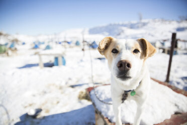 Portrait of dog standing on table during winter - CAVF27009