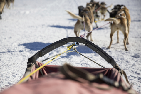 Hunde ziehen Schlitten auf schneebedecktem Feld, lizenzfreies Stockfoto