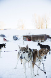 Mit einer Kette angebundene Hunde auf einem verschneiten Feld gegen den klaren Himmel - CAVF27023