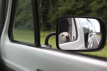 Reflection of Labrador Retriever on side-view mirror - CAVF27028