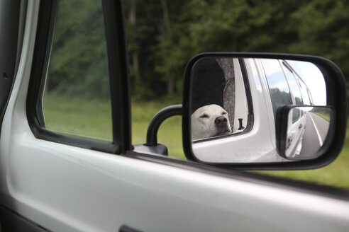 Reflexion eines Labrador Retrievers im Seitenspiegel - CAVF27028