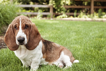 Porträt eines Basset Hound auf einem grasbewachsenen Feld sitzend - CAVF27062