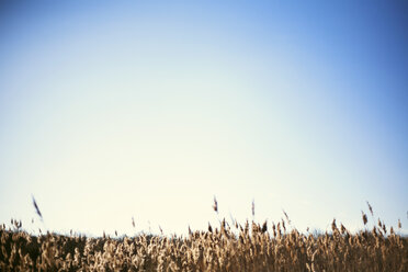 Landschaftliche Ansicht eines Feldes gegen einen klaren blauen Himmel - CAVF27063