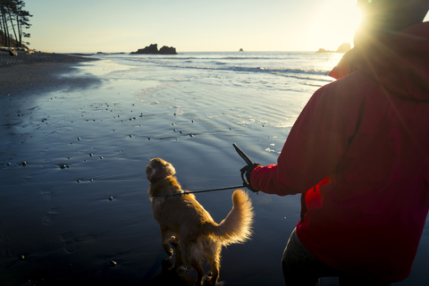 Rückansicht eines Wanderers mit Golden Retriever beim Spaziergang am Strand von Ruby während des Sonnenuntergangs, lizenzfreies Stockfoto