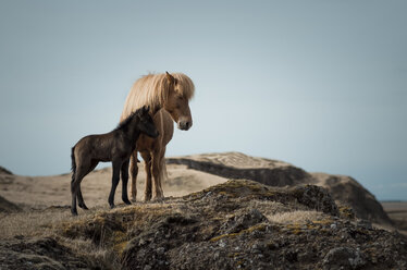 Iceland, Icelandic horses, mother and young animal - STCF00512