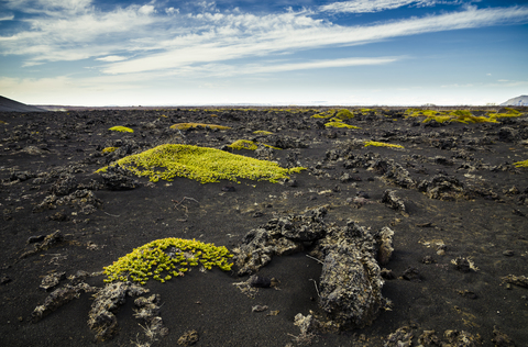 Iceland, Myvatn, Sparse mosses on volcanic rock stock photo