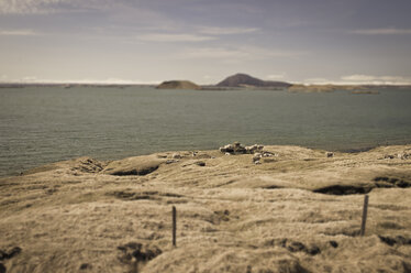 Island, Schafe am Myvatn-See - STCF00540