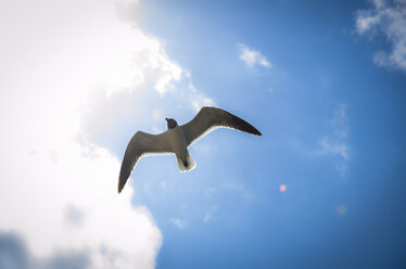 Flying seagull - STCF00546