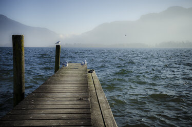 Österreich, Salzkammergut, Mondsee, Holzsteg und Möwen am Morgen - STCF00578