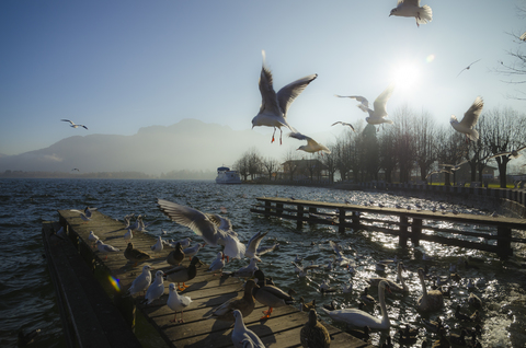 Österreich, Salzkammergut, Mondsee und Möwen am Morgen, lizenzfreies Stockfoto