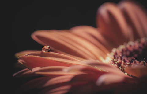 Water drop on petal of marguerite stock photo
