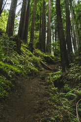 Trail amidst trees in forest - CAVF27279