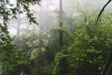 Scenic view of forest during foggy weather - CAVF27283