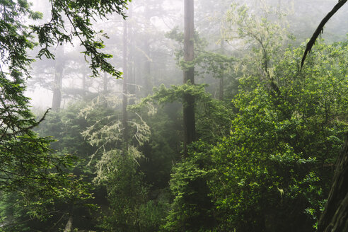 Landschaftlicher Blick auf den Wald bei nebligem Wetter - CAVF27283