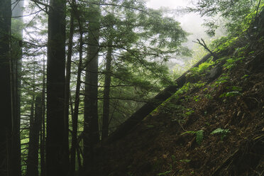 View of forest during foggy weather - CAVF27284