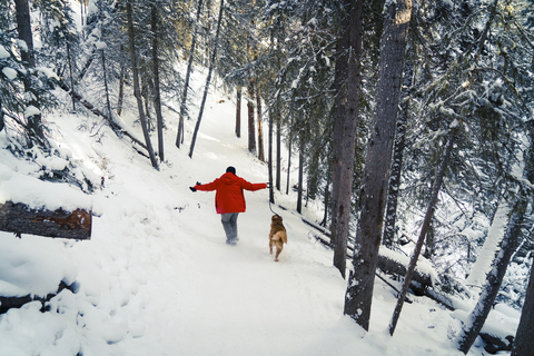 Rear view of man with Golden Retriever walking on snow covered field in forest stock photo