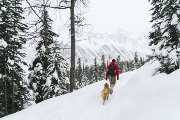 Rückansicht eines Wanderers mit Golden Retriever, der auf einem schneebedeckten Feld im Wald spazieren geht - CAVF27326