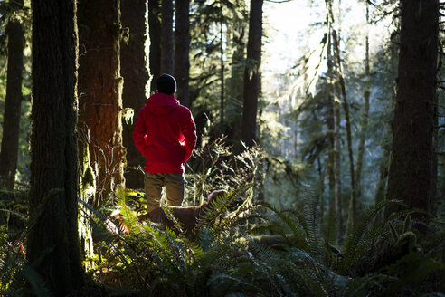 Rückansicht eines Wanderers mit Golden Retriever beim Spaziergang im Wald - CAVF27356