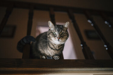 Porträt einer getigerten Katze am Geländer - CAVF27614