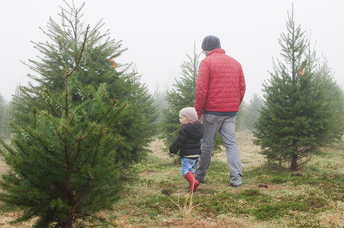 Rückansicht eines Mannes mit Tochter, der in einem Kiefernwald spazieren geht - CAVF27732