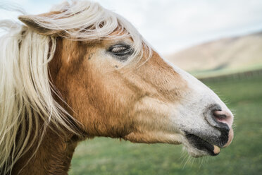 Close-up side view of wild horse at field - CAVF27744