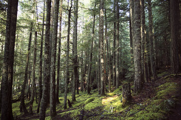 Niedriger Blickwinkel auf Bäume im Wald - CAVF27809