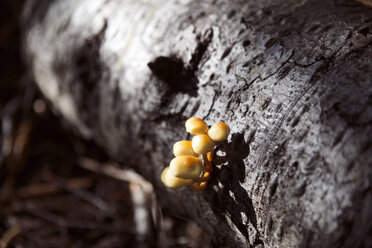 Nahaufnahme eines Pilzes, der auf einem Baum im Wald wächst - CAVF27810