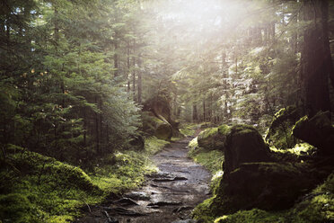 Pathway amidst trees in forest - CAVF27811