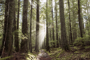 Low angle view of sunbeam streaming through trees in forest - CAVF27812