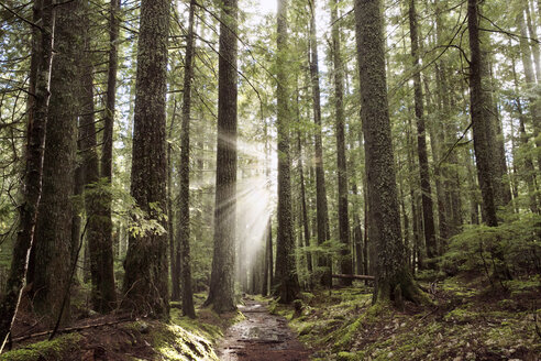 Niedriger Blickwinkel auf einen Sonnenstrahl, der durch die Bäume im Wald fällt - CAVF27812