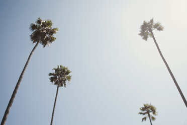 Niedriger Blickwinkel von Palmen gegen klaren Himmel an einem sonnigen Tag - CAVF27819