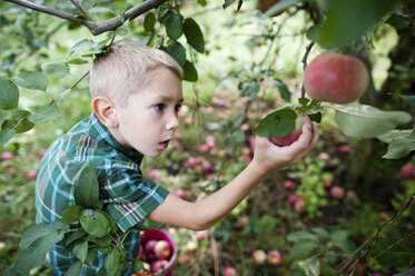 Hoher Blickwinkel des Jungen pflückt Äpfel bei der Ernte im Obstgarten - CAVF28323