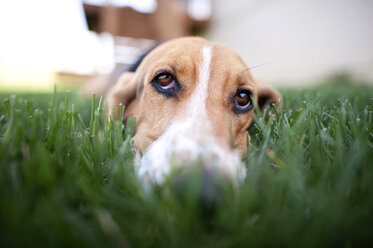 Nahaufnahme eines Beagles, der sich auf einer Wiese ausruht - CAVF28336