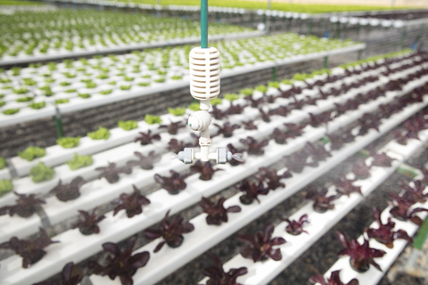 Sprinkleranlage im Gewächshaus beim Besprühen von Gemüse, lizenzfreies Stockfoto