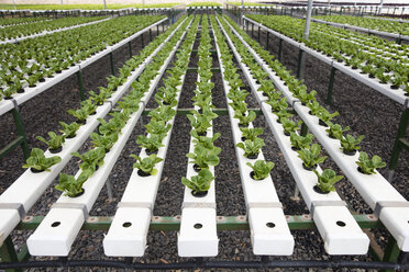 Vegetables growing in greenhouse - ZEF15192