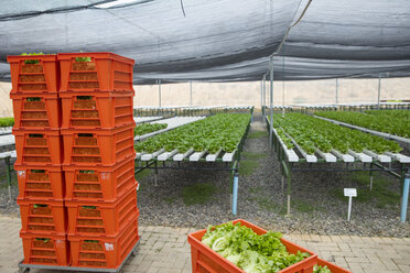 Crates with fresh vegetables in greenhouse - ZEF15193
