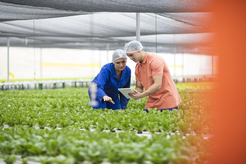 Greenhouse workers inspecting plants, using digital tablet stock photo