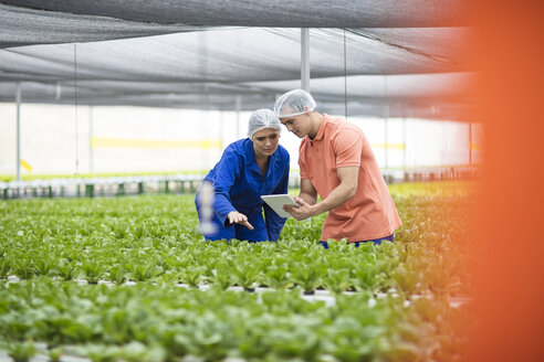 Greenhouse workers inspecting plants, using digital tablet - ZEF15196