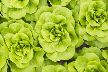 Lettuce growing in greenhouse - ZEF15201