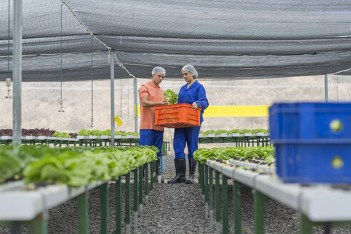 Arbeiter im Gewächshaus tragen Kiste mit frisch geerntetem Gemüse - ZEF15203
