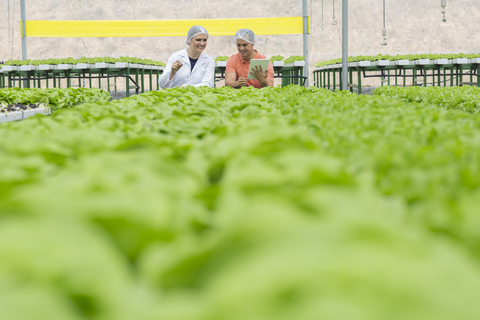 Arbeiter im Gewächshaus bei der Inspektion von Pflanzen, lizenzfreies Stockfoto