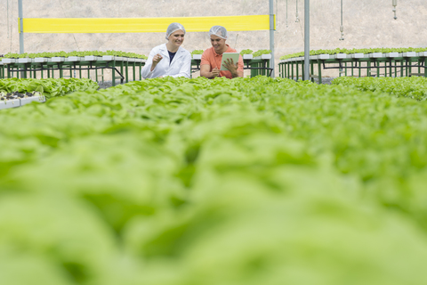 Workers in greenhouse inspecting plants stock photo