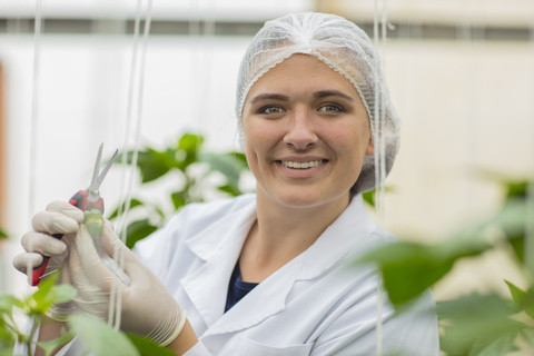 Junge Frau arbeitet im Gewächshaus und beschneidet Gemüsepflanzen, lizenzfreies Stockfoto